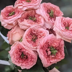 New Design Rose