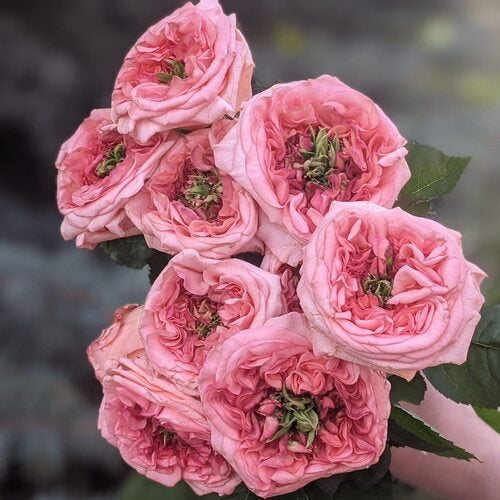 New Design Rose