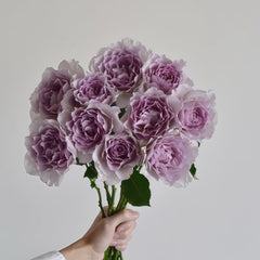 New Wave Rose