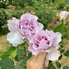 New Wave Rose