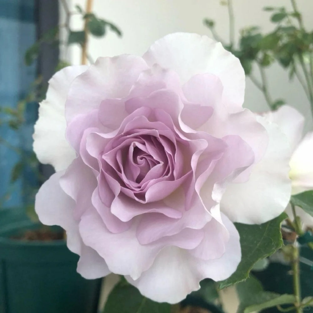 New Wave Rose