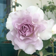 New Wave Rose