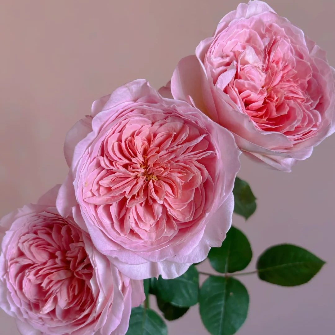 Nicorobin Rose