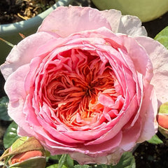 Nicorobin Rose
