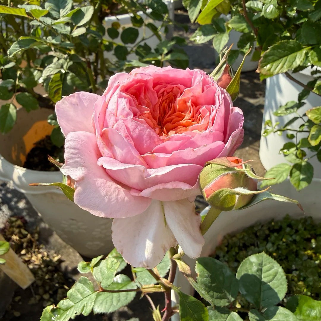Nicorobin Rose