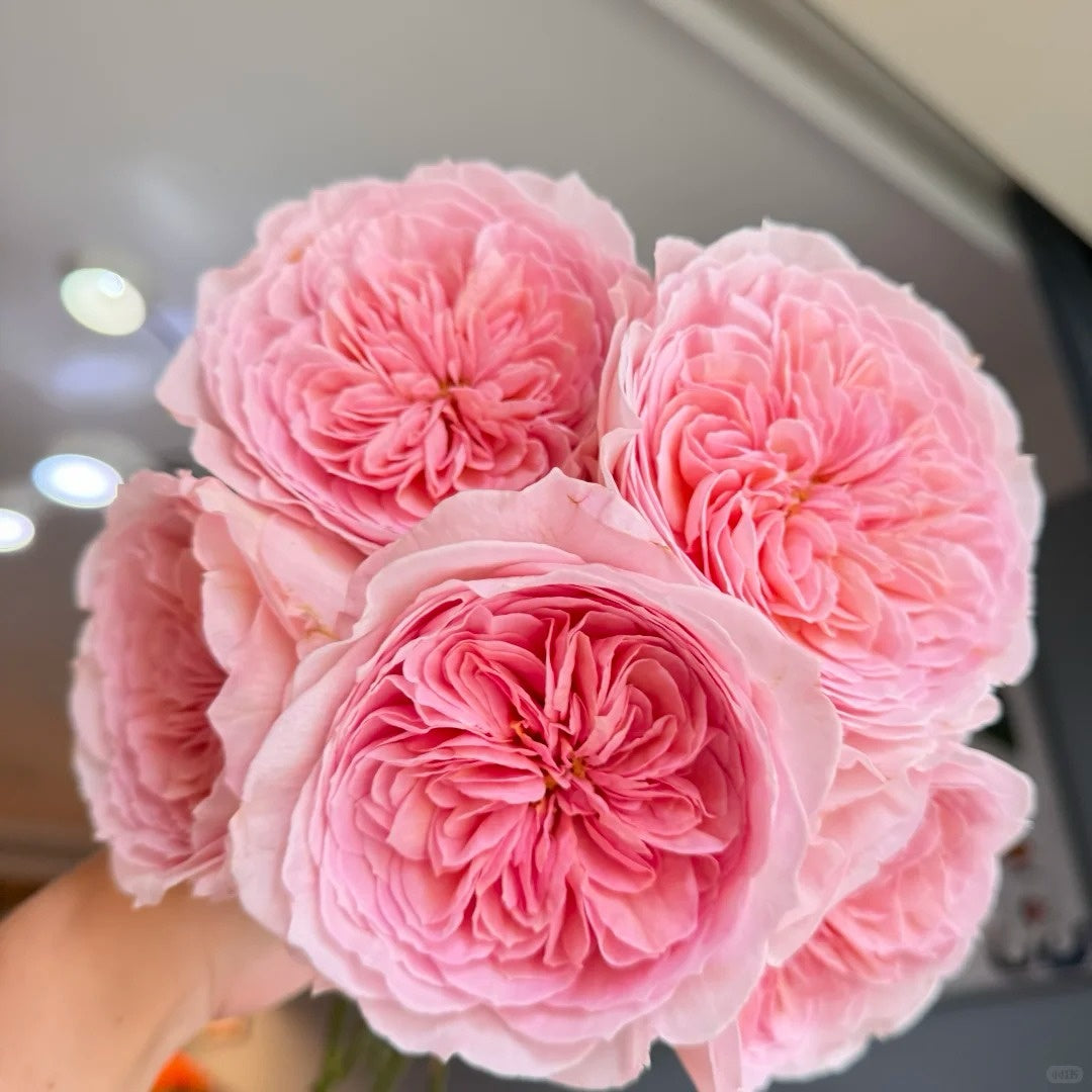 Nicorobin Rose