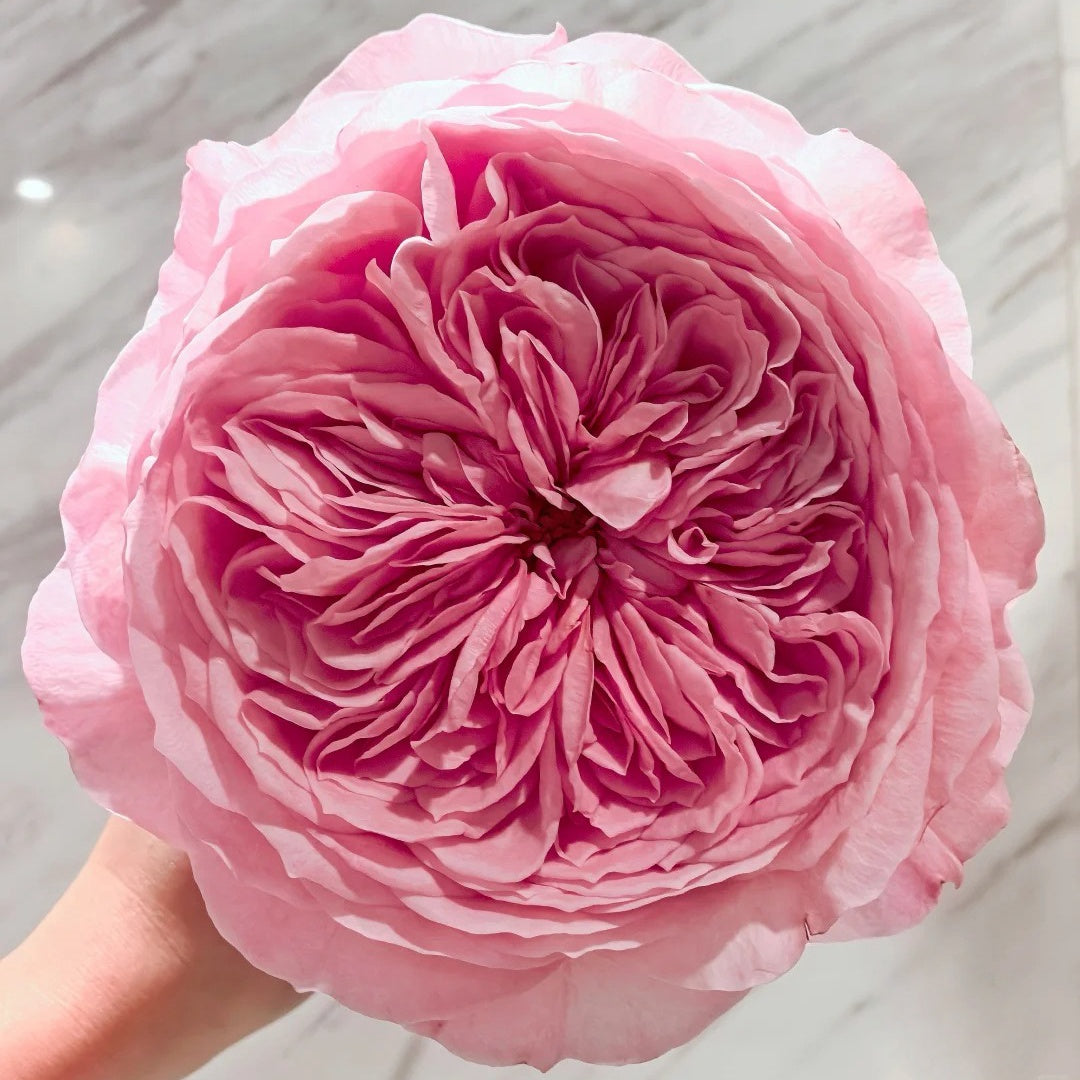 Nicorobin Rose