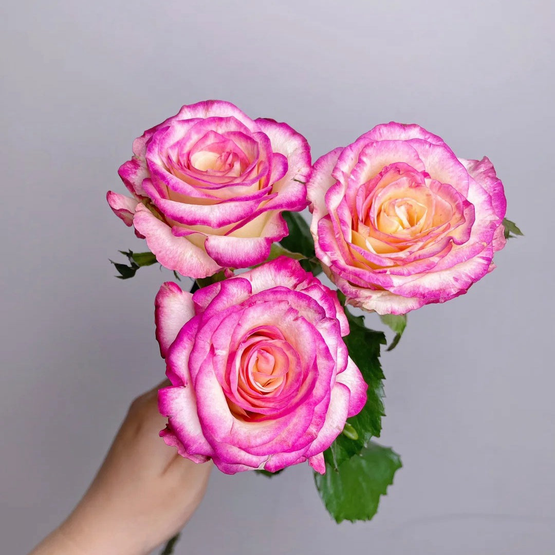 Nine-Tailed Fox Rose