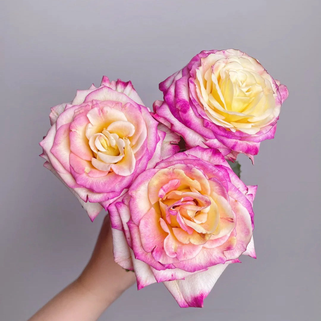 Nine-Tailed Fox Rose