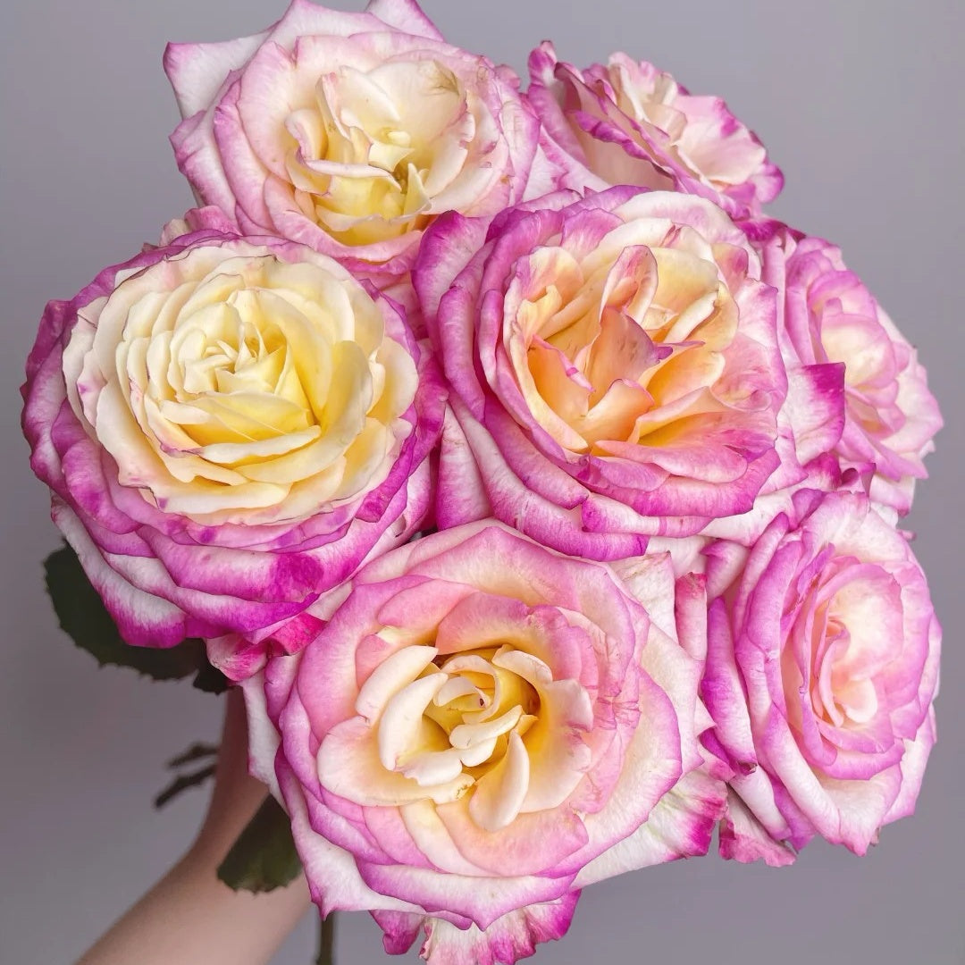 Nine-Tailed Fox Rose