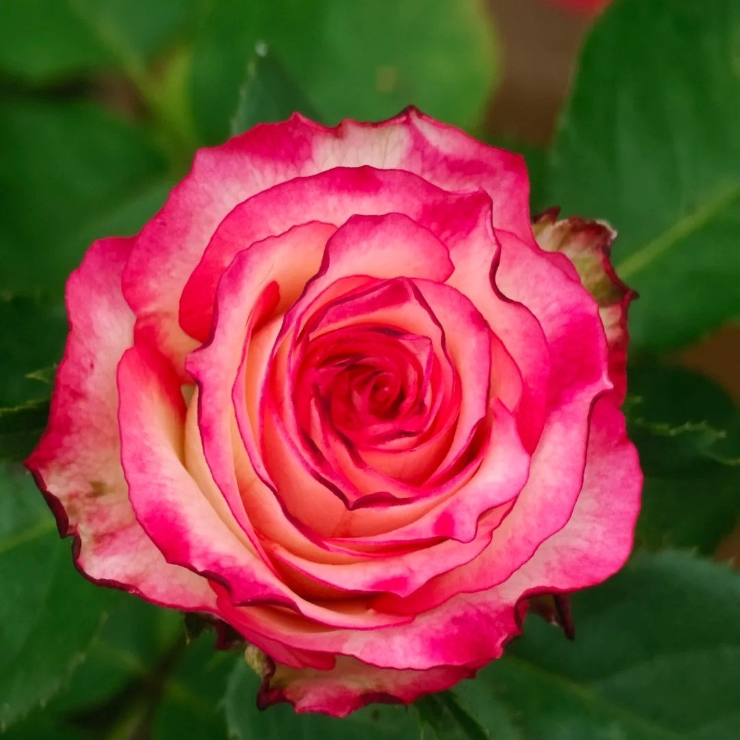 Nine-Tailed Fox Rose