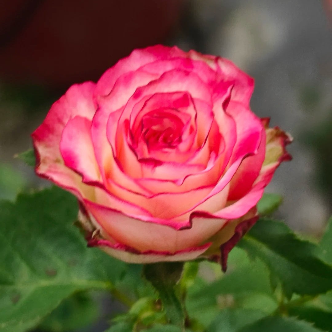 Nine-Tailed Fox Rose