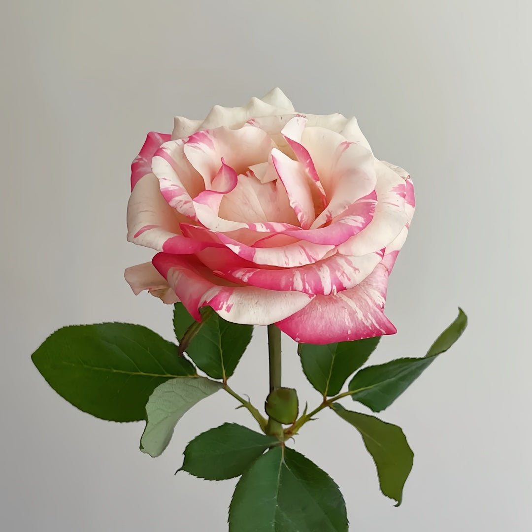 Nishang Rose