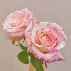 Nishang Rose