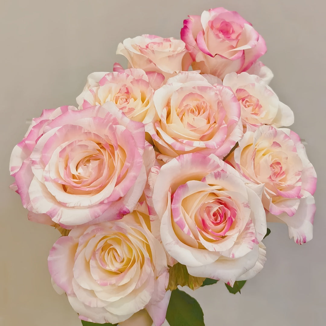 Nishang Rose