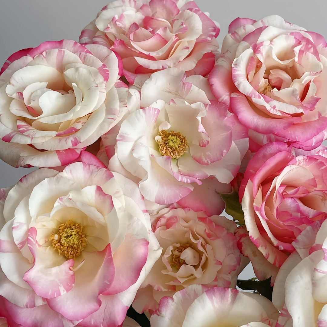 Nishang Rose