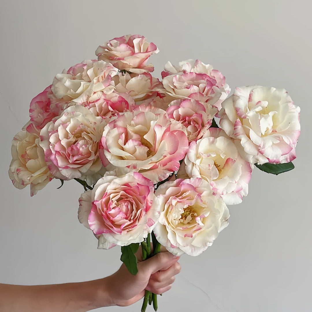 Nishang Rose