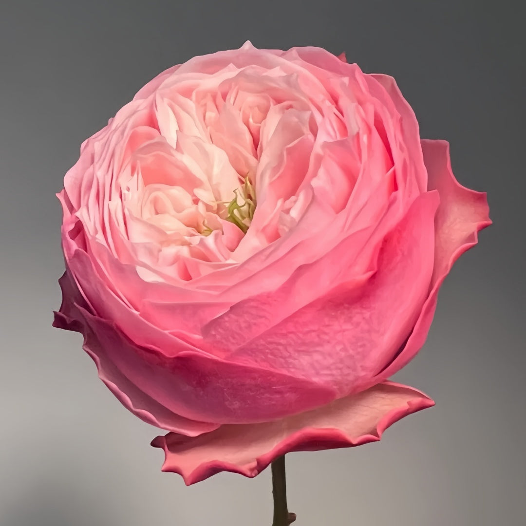 Nortanger Abbey Rose