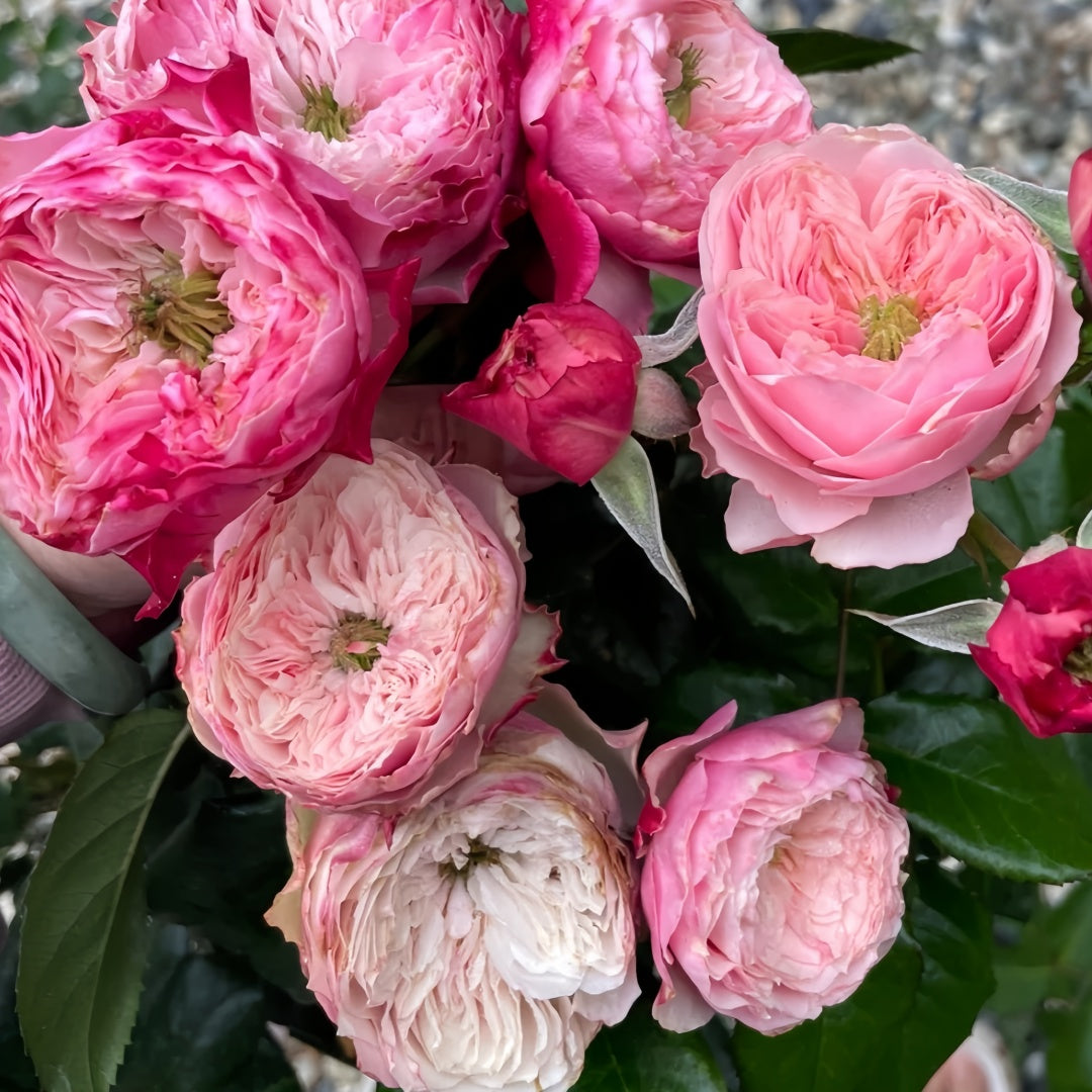 Nortanger Abbey Rose