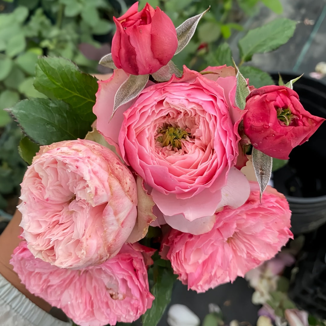 Nortanger Abbey Rose