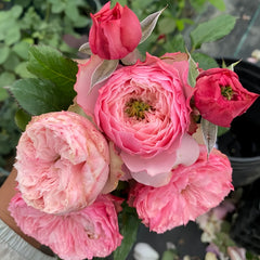 Nortanger Abbey Rose-诺桑觉寺｜Netherlands Cut Rose – Ergongzy Roses