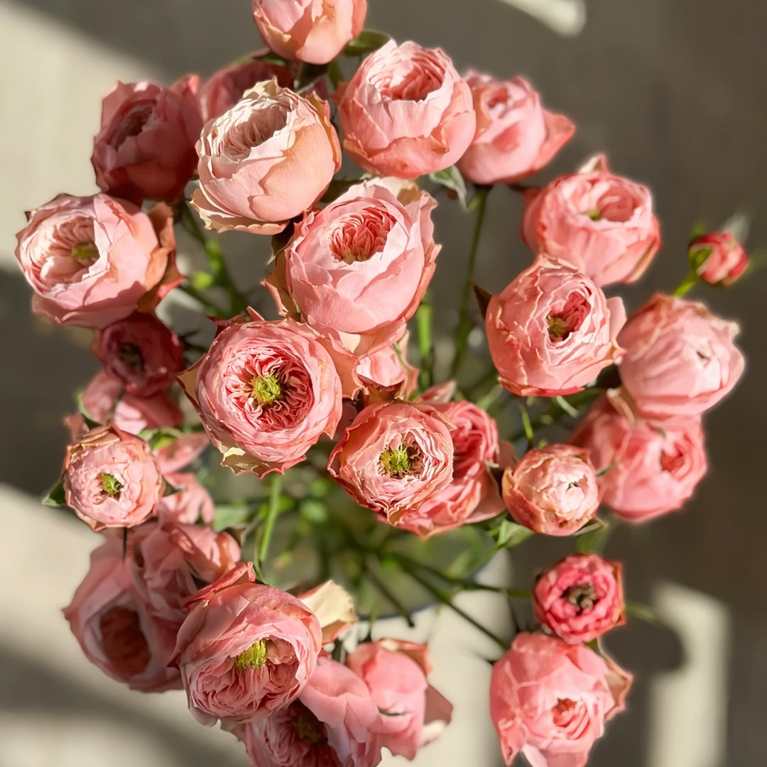 Nortanger Abbey Rose