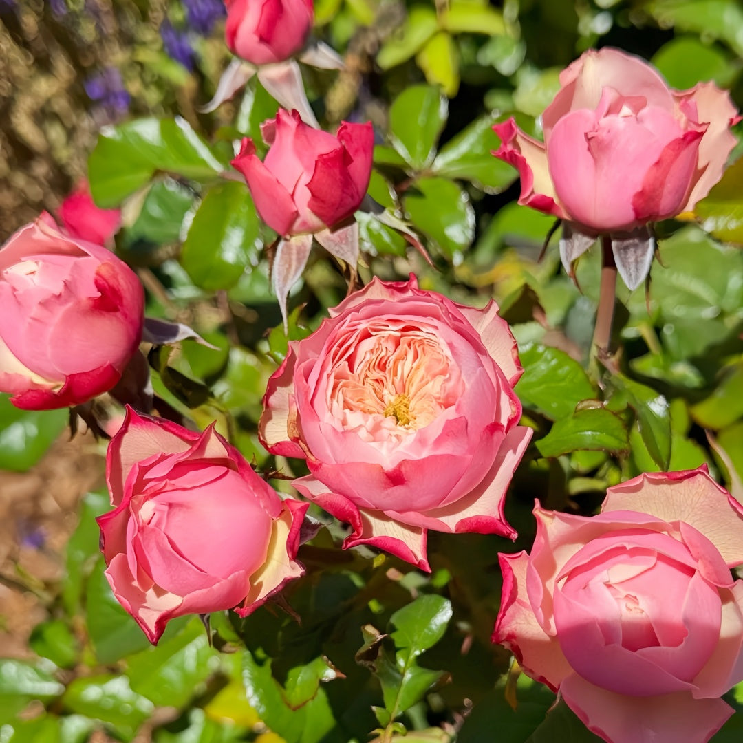 Nortanger Abbey Rose