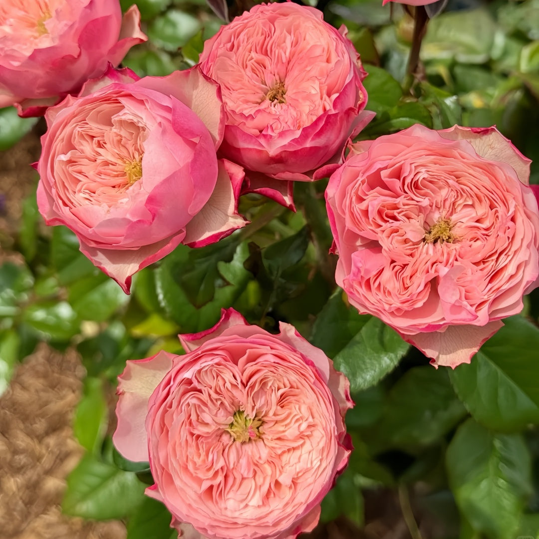 Nortanger Abbey Rose