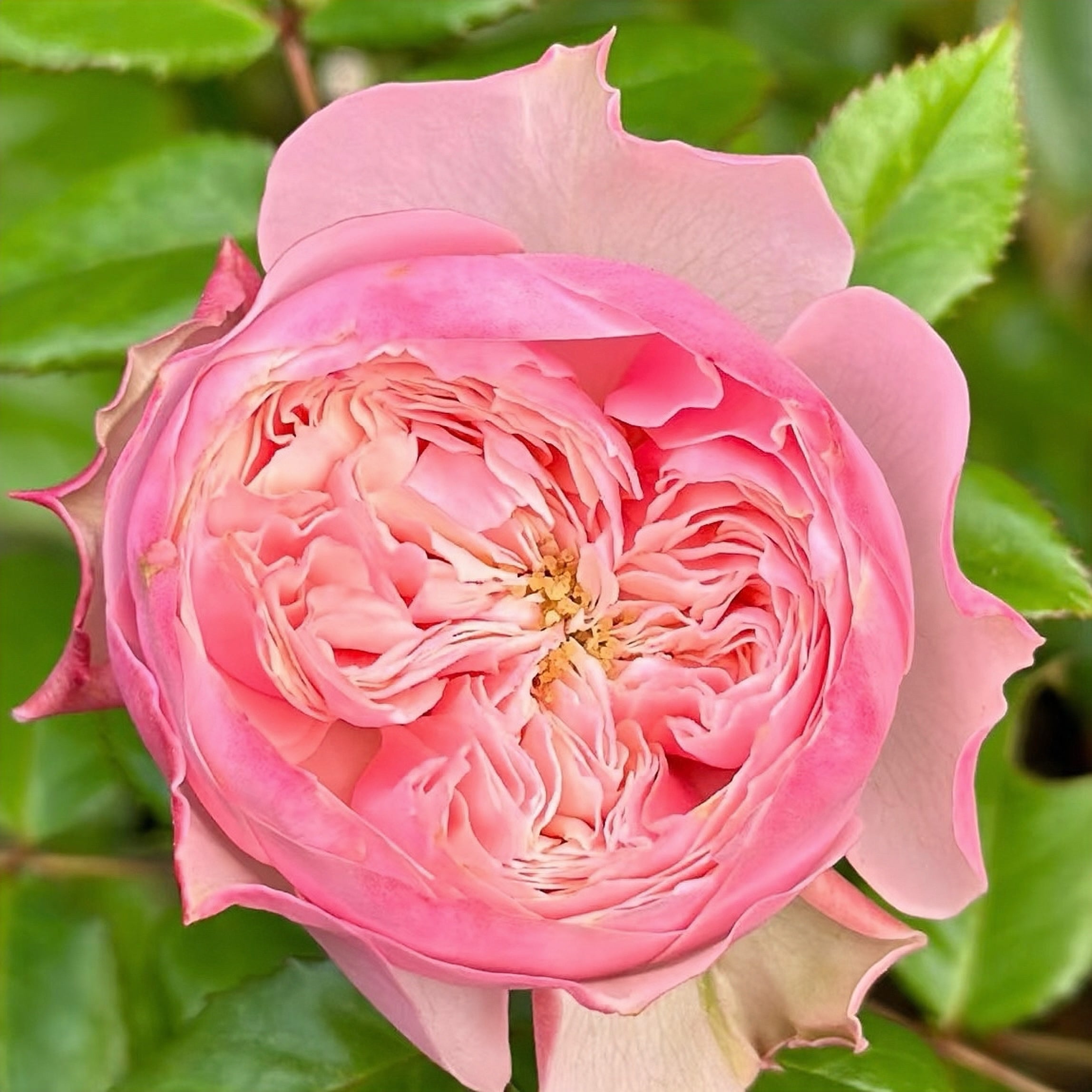 Nortanger Abbey Rose