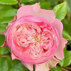 Nortanger Abbey Rose