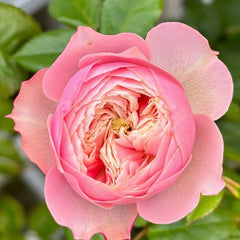 Nortanger Abbey Rose