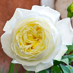 North Fragrance Rose
