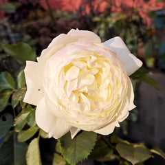 North Fragrance Rose