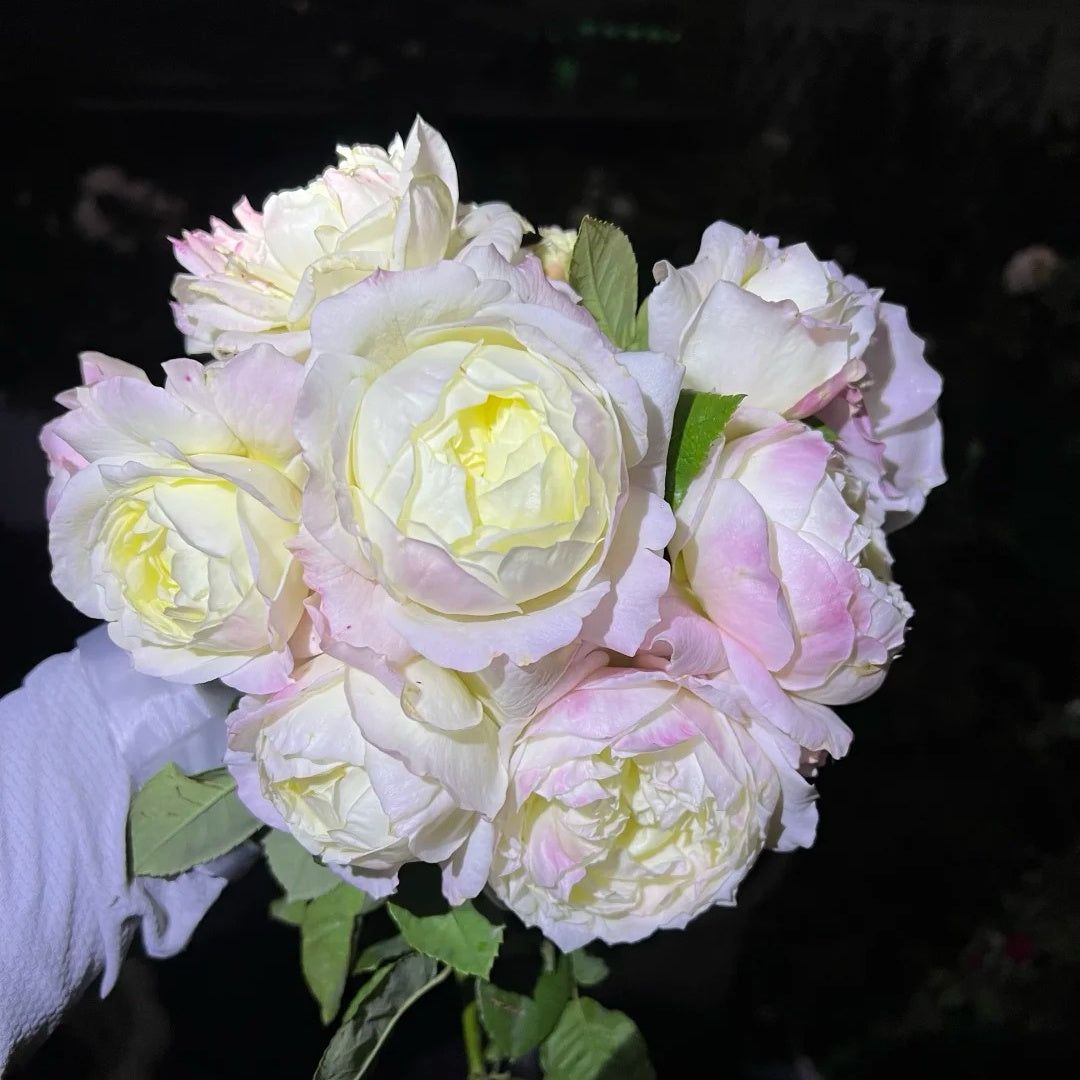 North Fragrance Rose