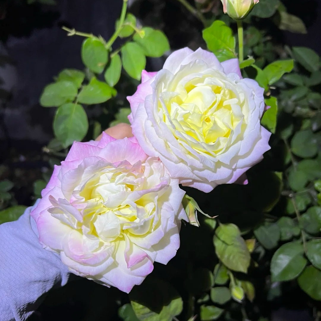 North Fragrance Rose