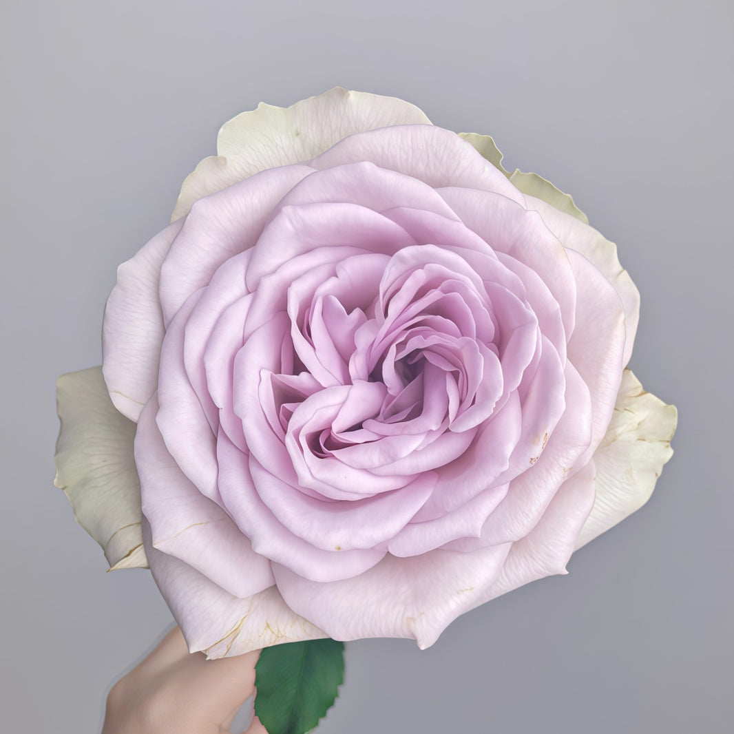 All Roses – Page 13 – Ergongzy Roses