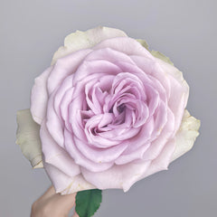 Notre Dame Rose