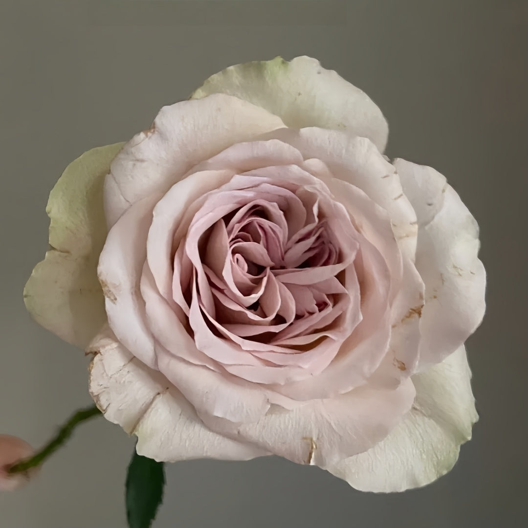Notre Dame Rose