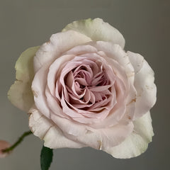 Notre Dame Rose