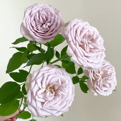 Notre Dame Rose