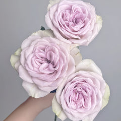 Notre Dame Rose