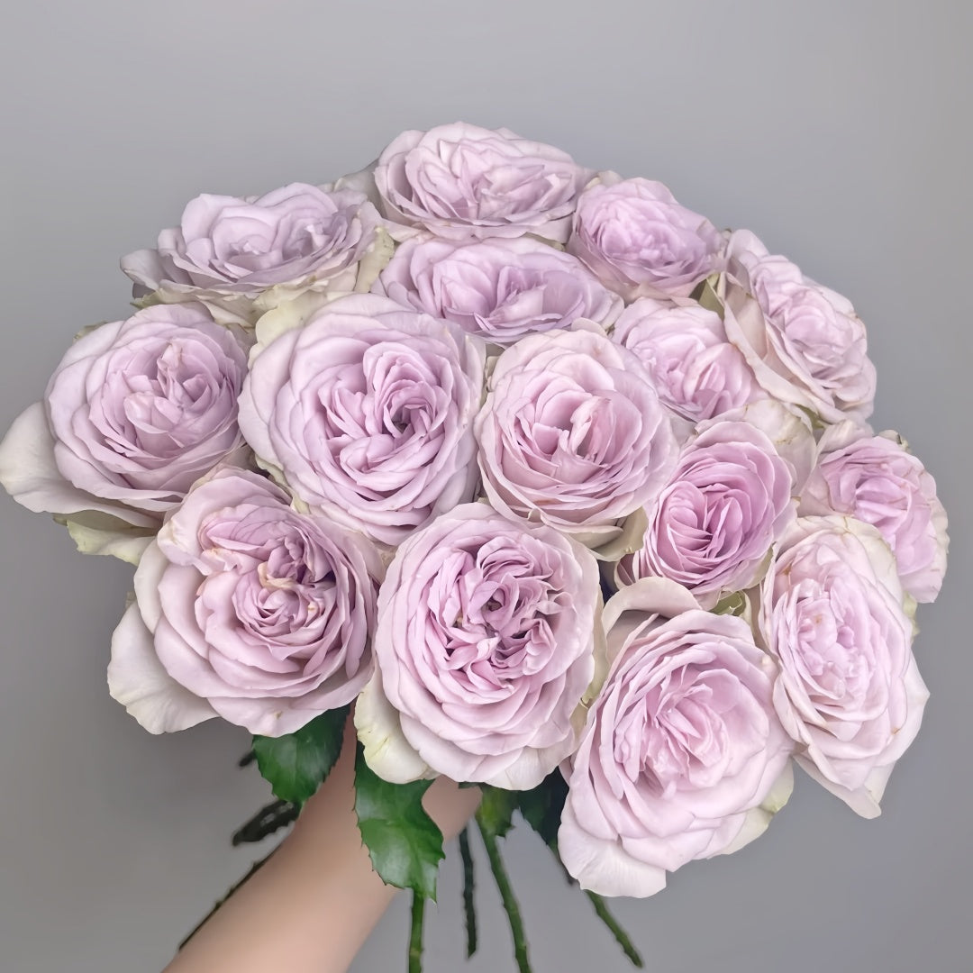 Notre Dame Rose