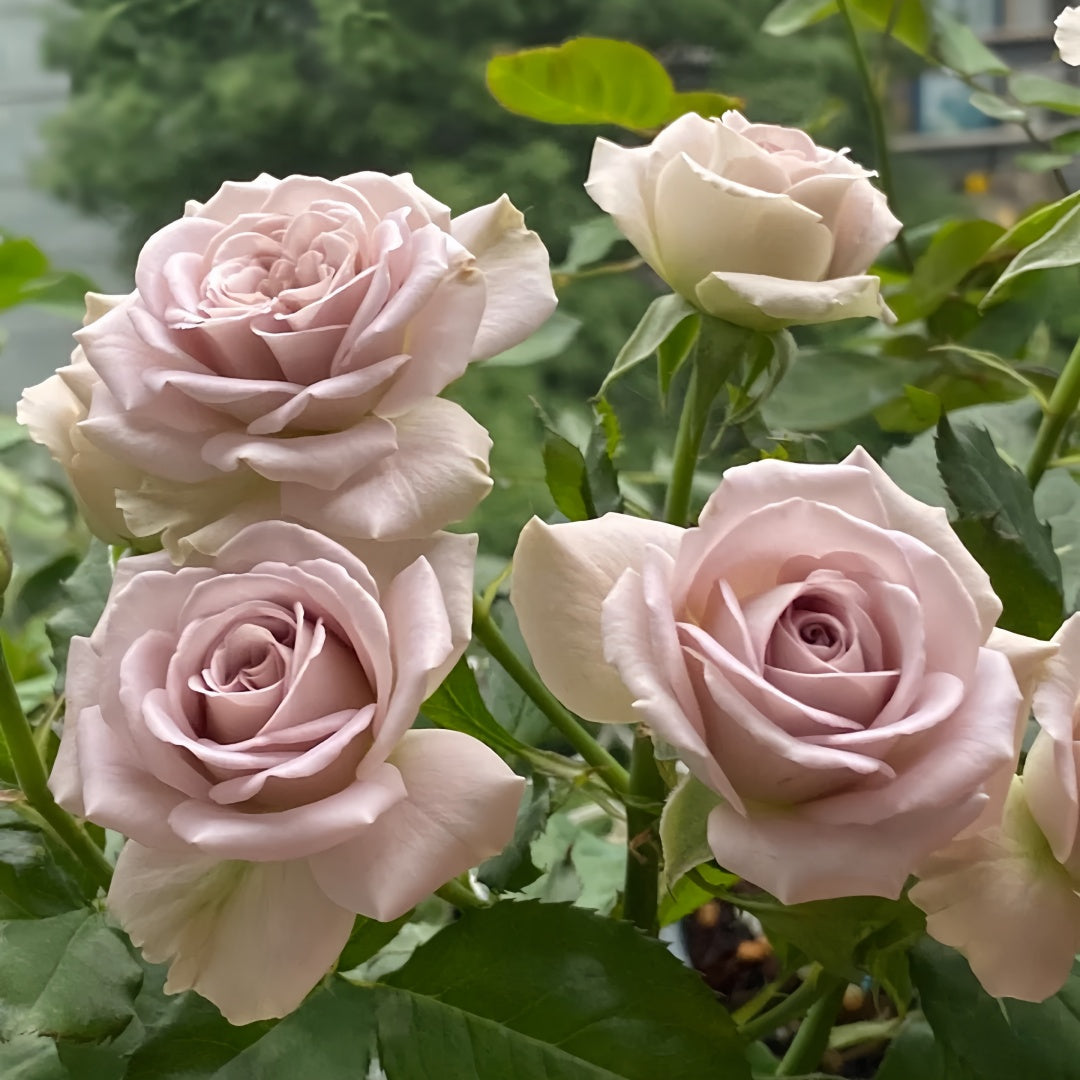 Notre Dame Rose