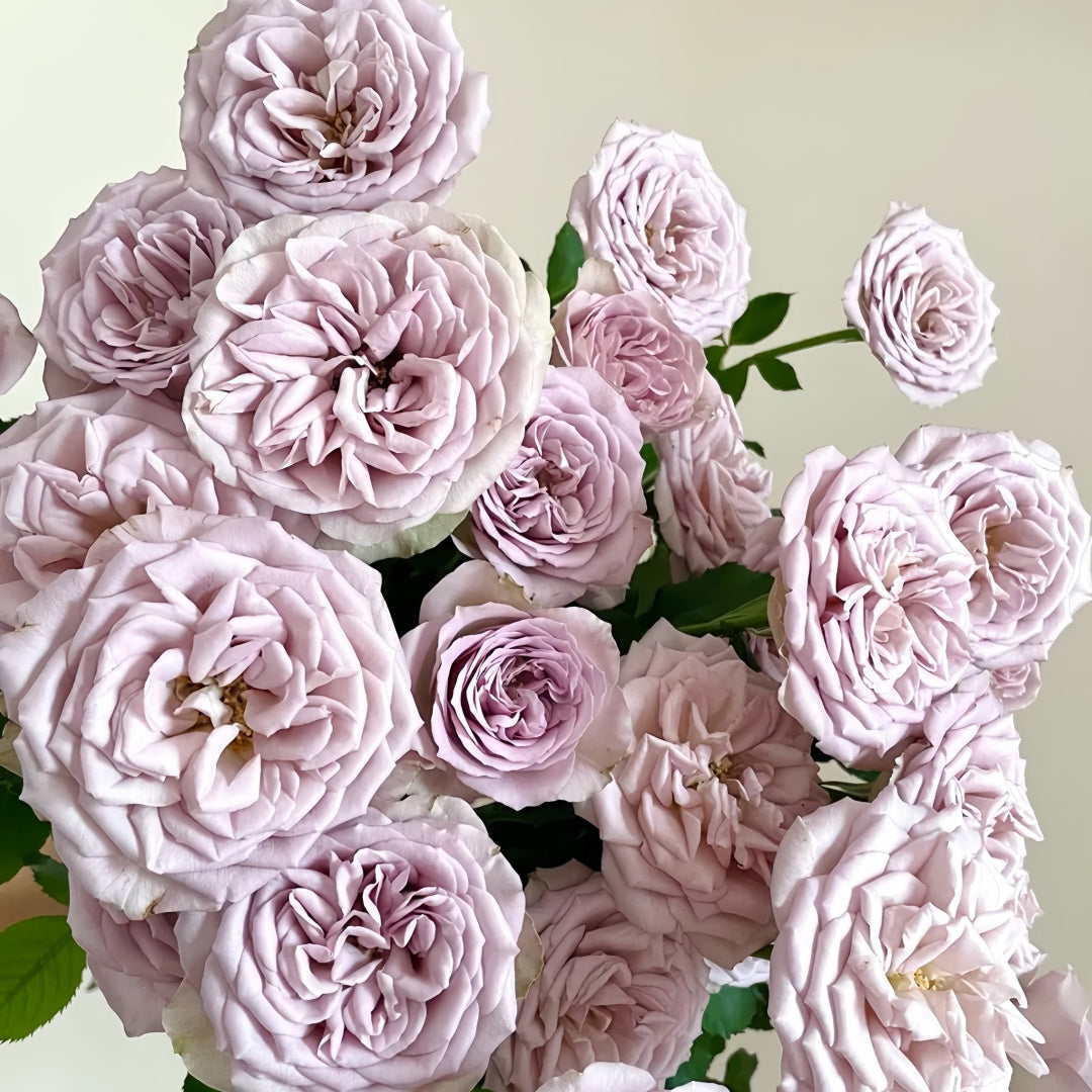 Notre Dame Rose