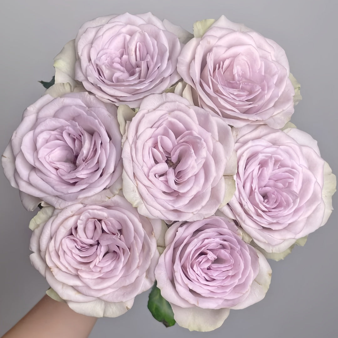 Notre Dame Rose