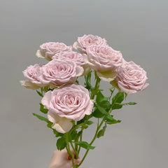 Notre Dame Rose