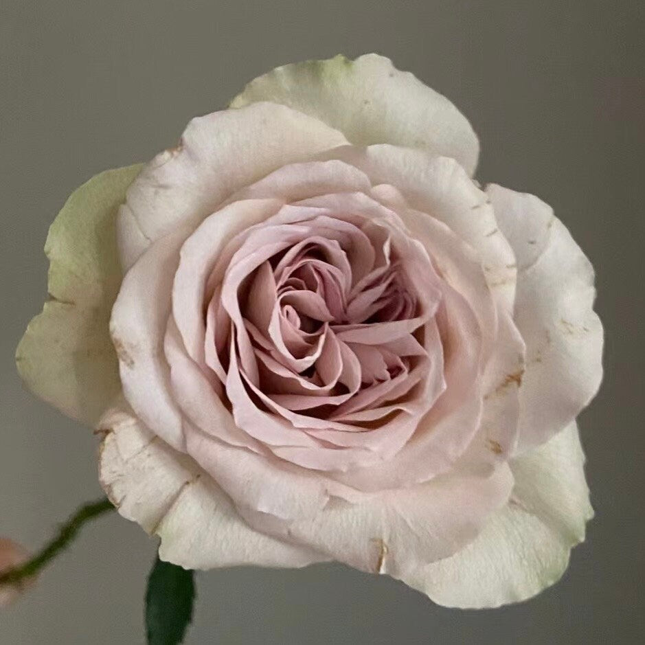 Notre Dame Rose