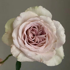 Notre Dame Rose
