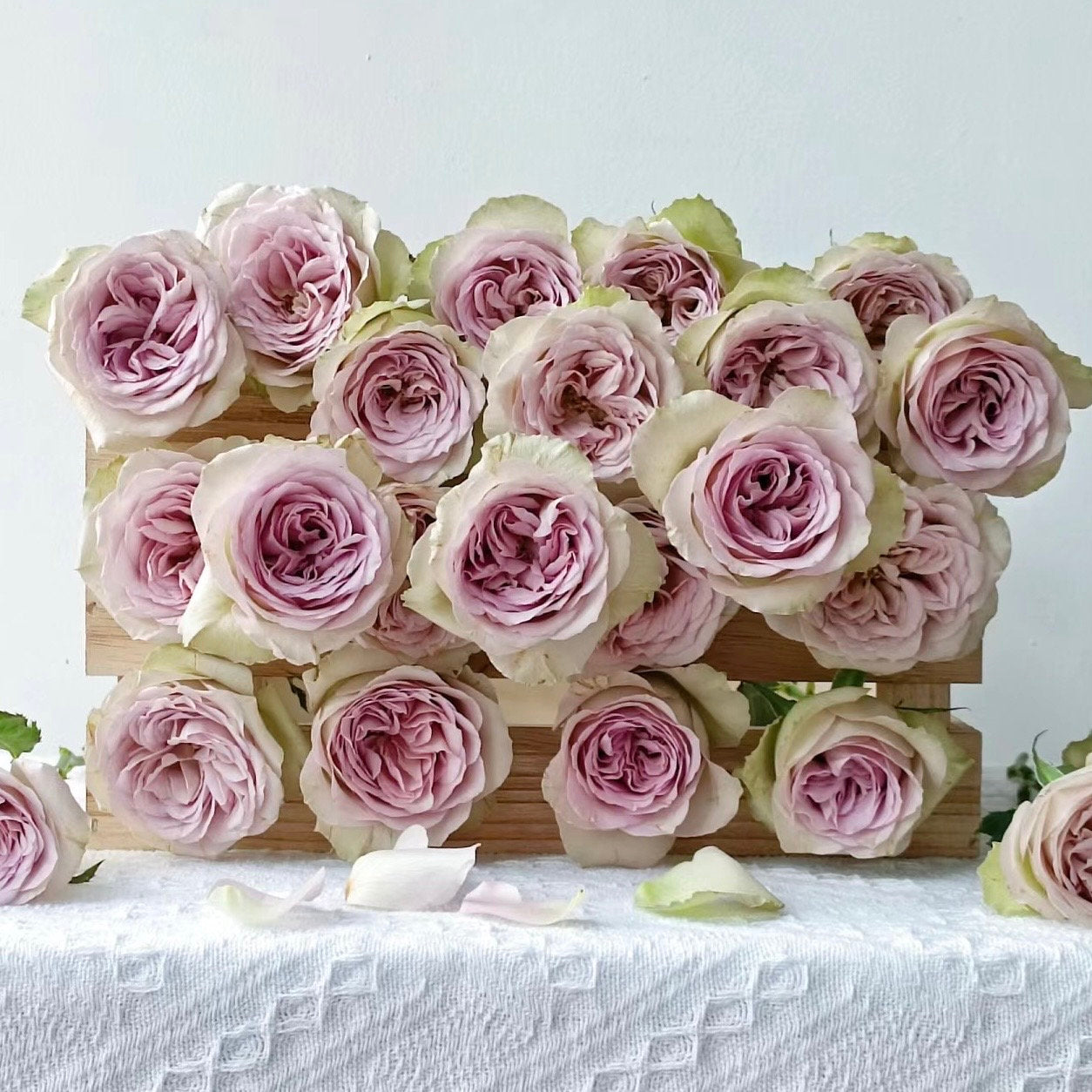 Notre Dame Rose