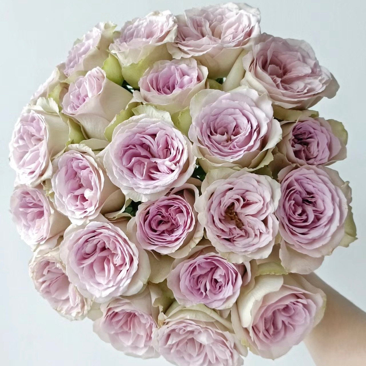 Notre Dame Rose